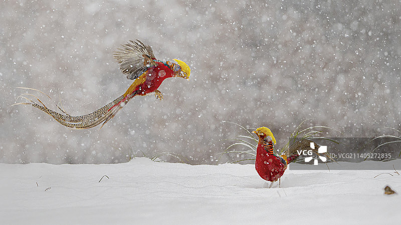 红腹锦鸡图片素材