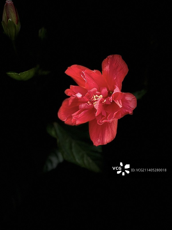 重瓣朱槿图片素材