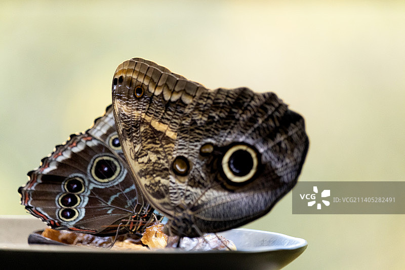 树叶上的蝴蝶特写图片素材