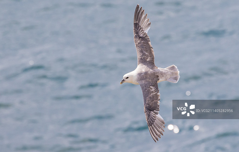 英国韦茅斯海面上飞翔的海鸥特写图片素材