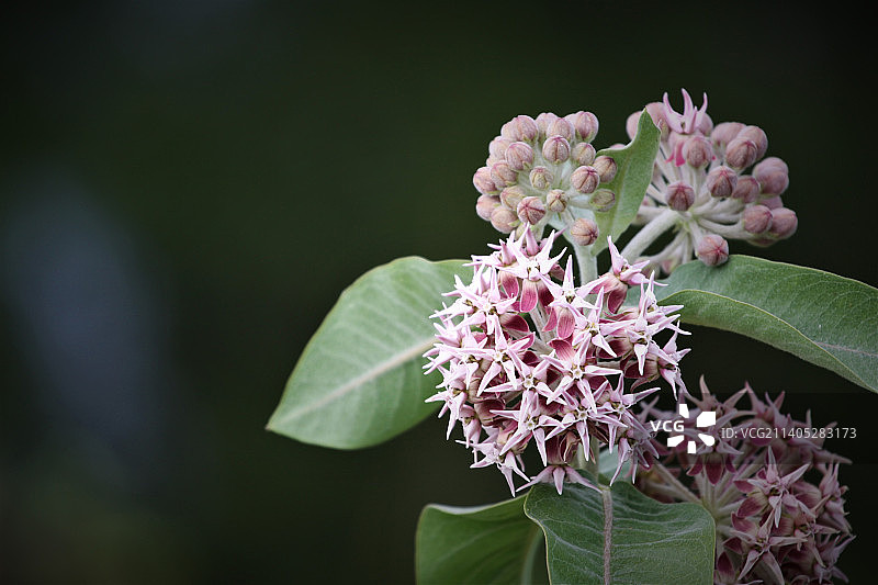 粉色开花植物的特写图片素材