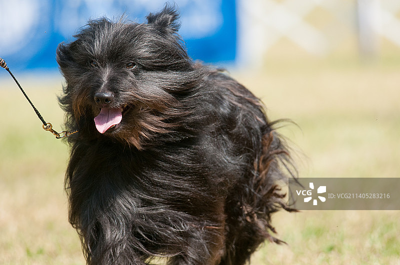 田野里的纯种犬特写图片素材