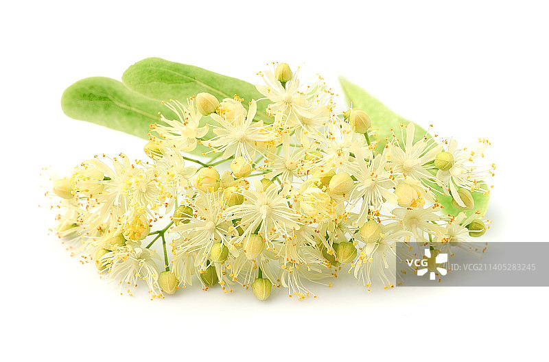 白色背景花朵特写图片素材