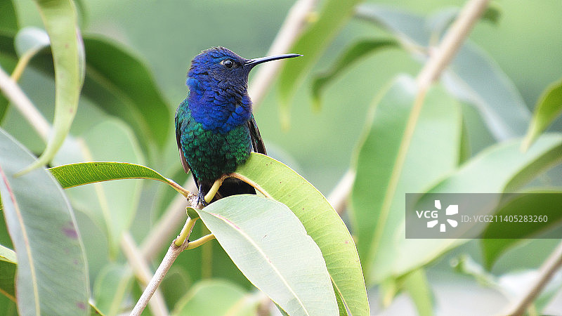 热带蜂鸟栖息在植物上的特写图片素材