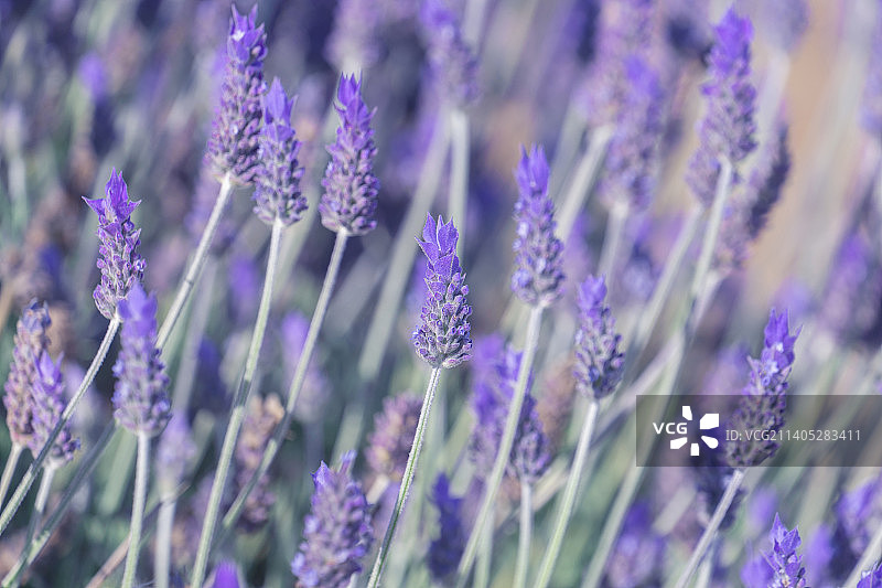 盛开的薰衣草花朵自然花卉背景与淡紫色薰衣草花蕾图片素材
