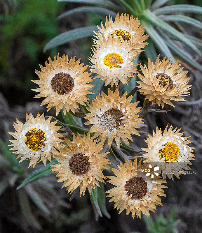 俯视角度拍摄的乞力马扎罗山，坦桑尼亚，田野上的开花植物图片素材