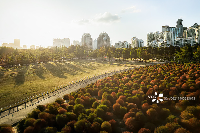 植物日落黄昏地肤草图片素材