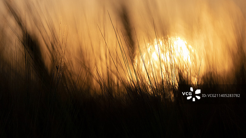 麦穗后方视角的巨大蘑菇云图片素材