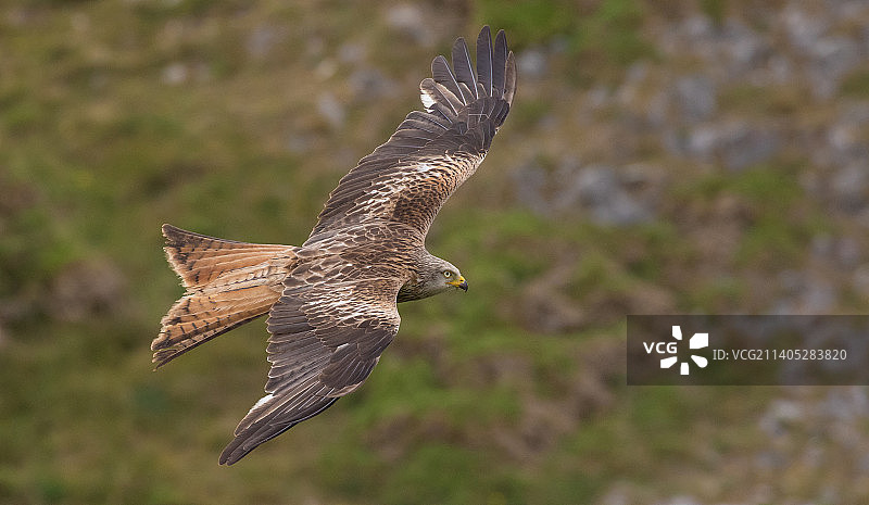 红鸢掠过田野的特写，英国圣高文斯角图片素材