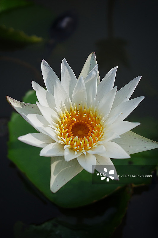 白色睡莲特写图片素材