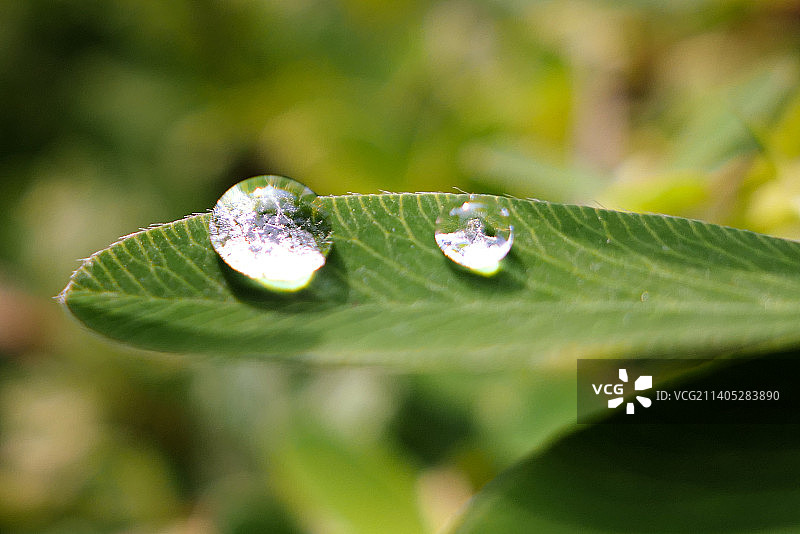 树叶上的雨滴特写图片素材