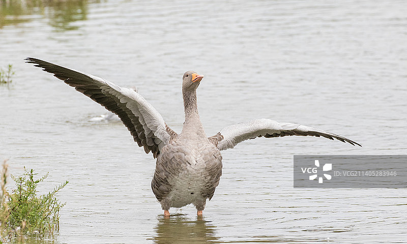 英国格洛斯特郡斯利姆布里奇湖面上飞翔的灰雁特写图片素材