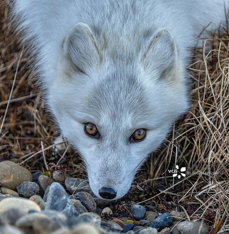北极狐的陆地特写图片素材