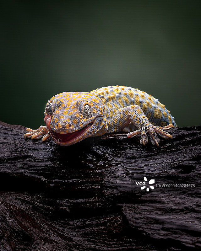 木头上的壁虎特写，雅加达，印度尼西亚图片素材