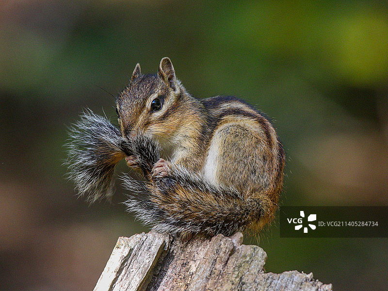 花栗鼠在木头上清理尾巴图片素材