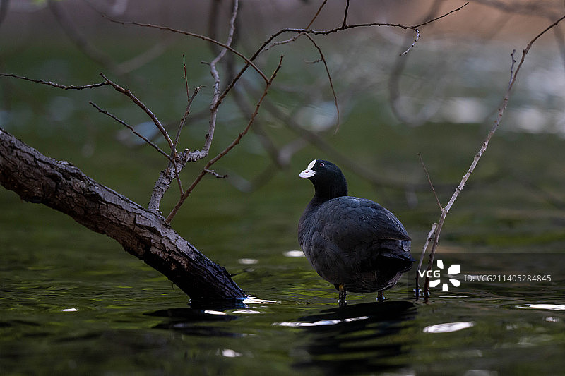 红骨顶鸡栖息在树枝上（日本山田池公园）图片素材