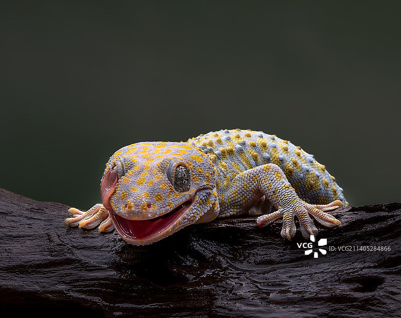 树干上的壁虎特写图片素材