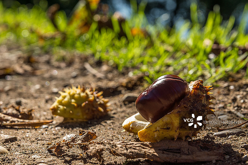 法国，梅斯，大东区，田野上的蜗牛特写图片素材