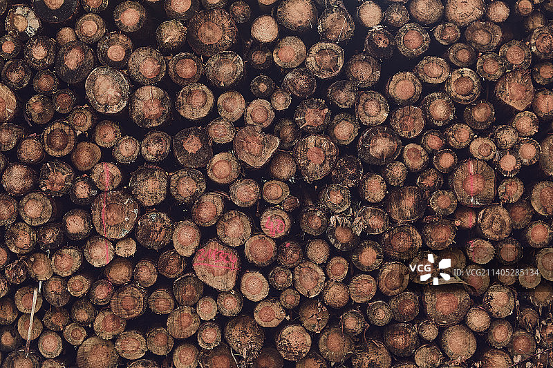 堆积木原木横截面图片素材