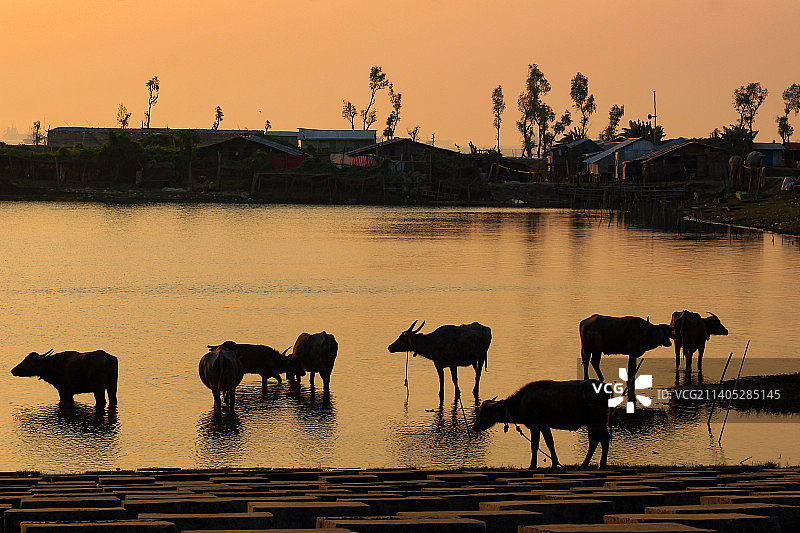 日落时分，湖中奶牛剪影图片素材