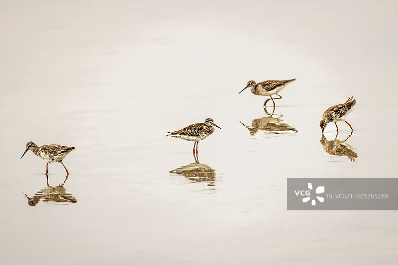 马来西亚雪兰莪州适耕庄，鸟类飞过湖面的俯视角度图片素材