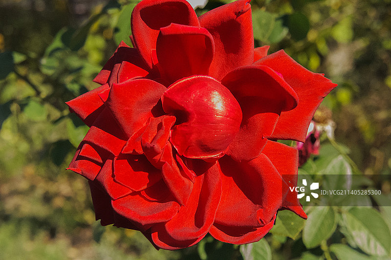 十月风暴后的红玫瑰（俄罗斯罗斯托夫州）图片素材