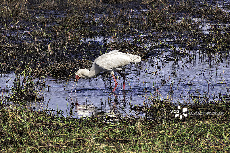 非洲琵鹭的特写，长腿涉水图片素材
