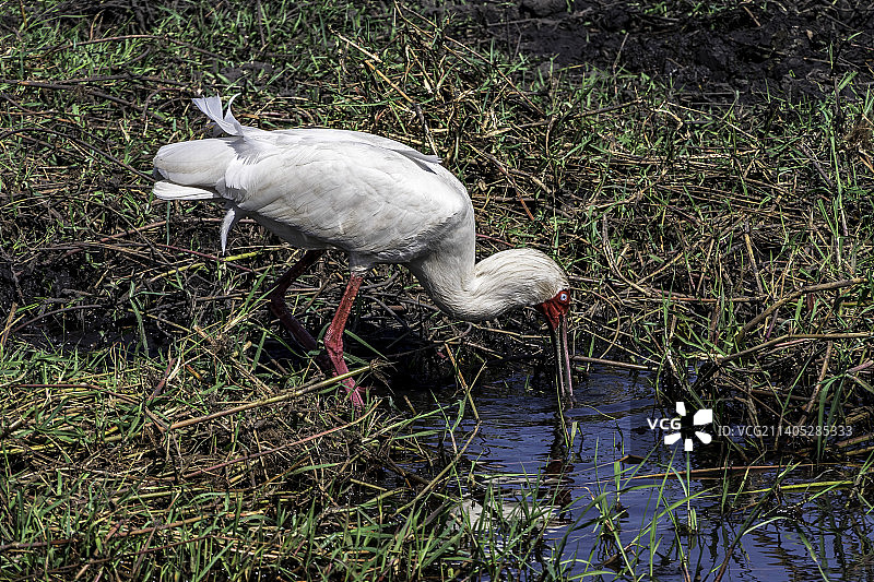非洲琵鹭的特写，长腿涉水图片素材
