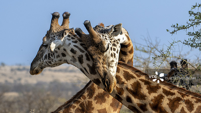 马赛长颈鹿特写图片素材