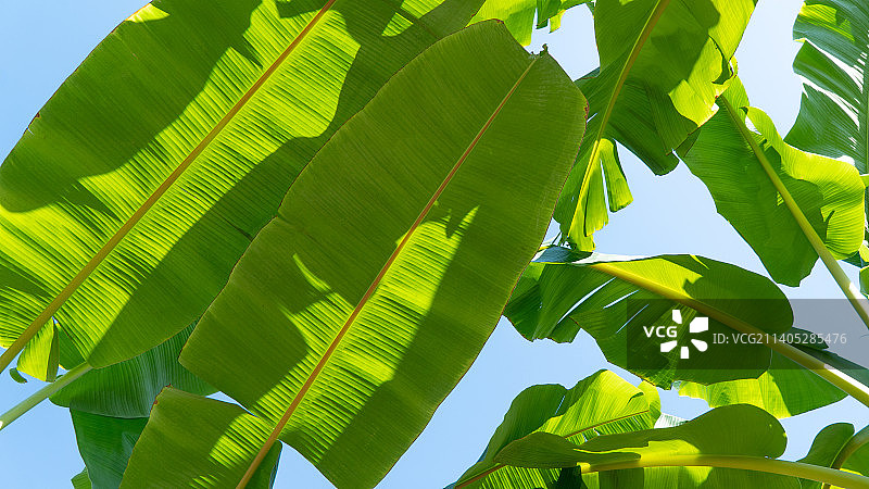香蕉叶，用于封面和文字的植物背景图片素材