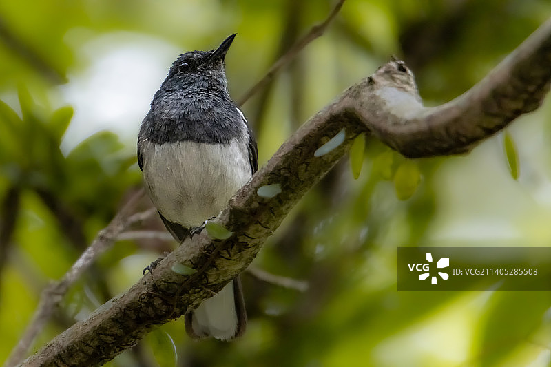 马来西亚八打灵再也树枝上的鹊鸲特写图片素材