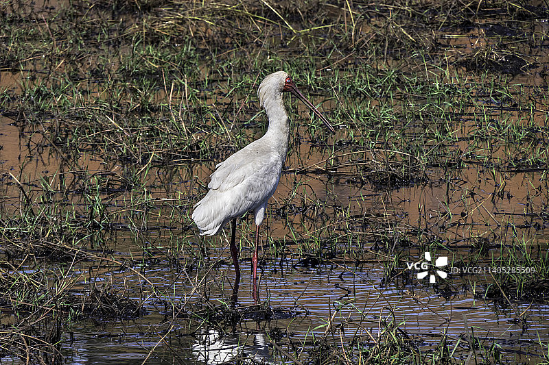 非洲琵鹭的特写，长腿涉水图片素材