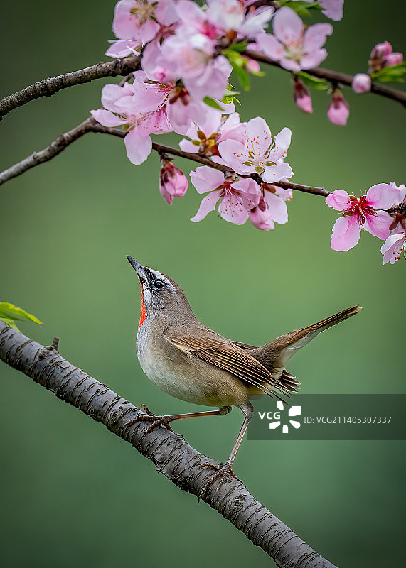 红喉歌鸲-#21天摄影挑战赛10月赛#图片素材