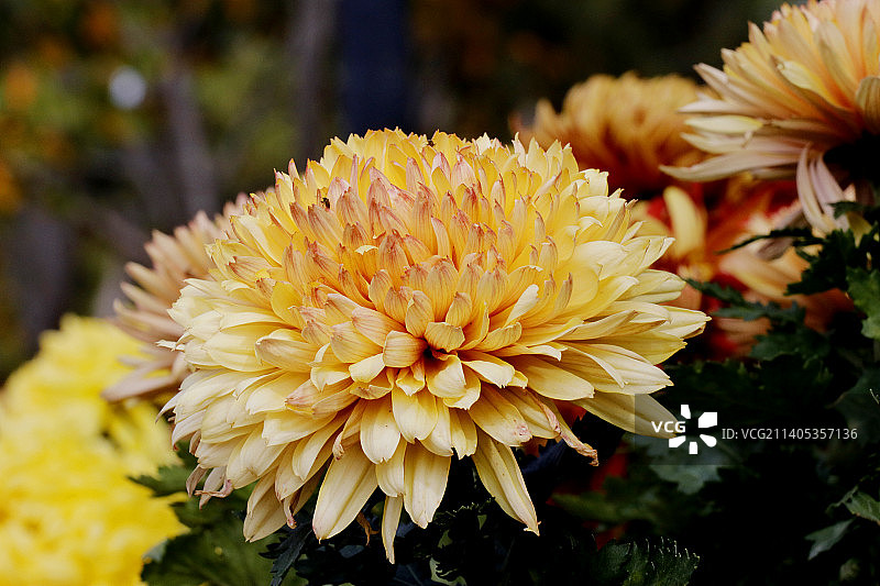 菊花组照图片素材