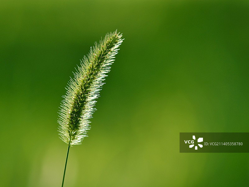 绿色背景下狗尾草特写图片素材