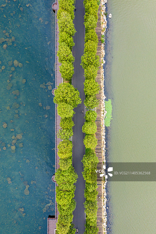 航拍武汉东湖绿道 湖北武汉东湖风景区 城市环湖林荫道 湖中道图片素材