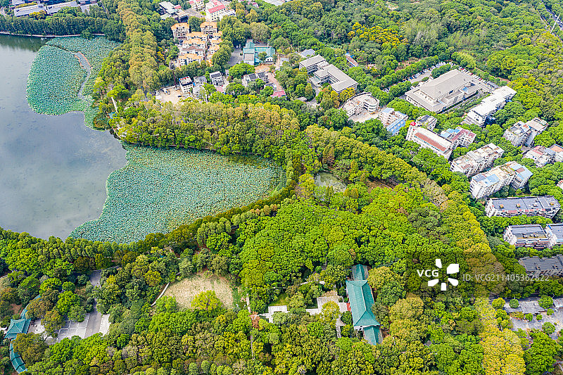 航拍湖北武汉东湖生态旅游风景区听涛景区天鹅池 湖畔园林景观 曲桥亭廊碧水涟漪图片素材