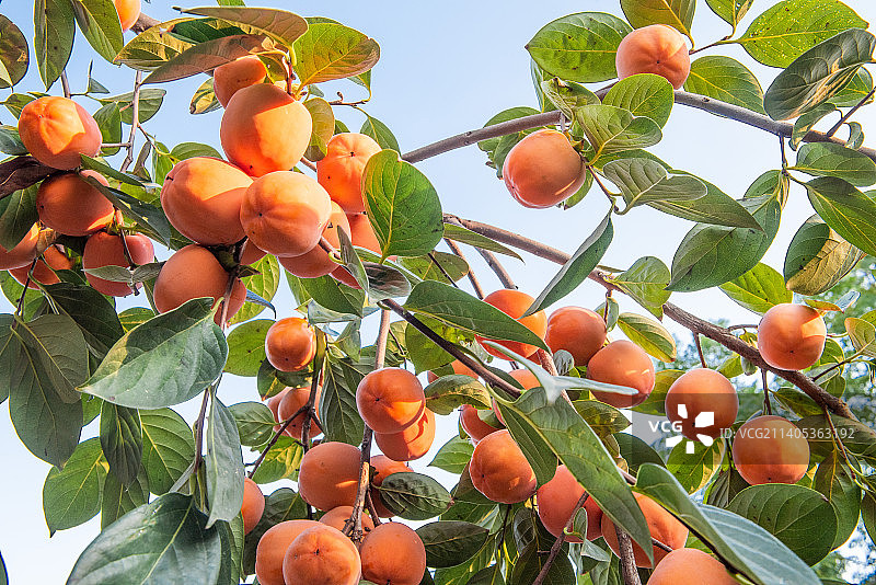 果实累累的柿子树图片素材