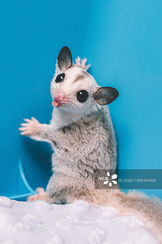 蜜袋鼯鼠图片素材