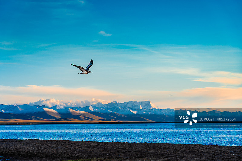 纳木错的飞鸟图片素材