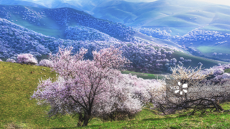 漫山花香图片素材