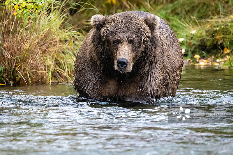卡特迈国家公园棕色灰熊 портрет图片素材