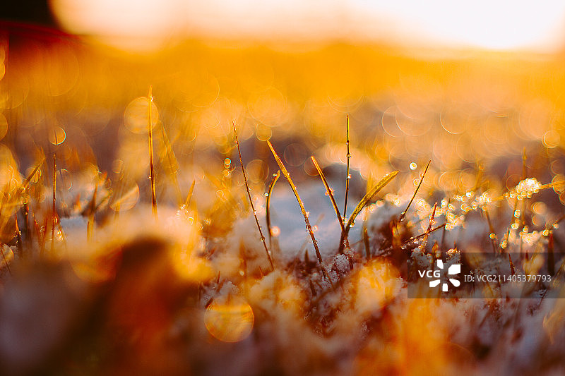 日落时分田野生长的植物特写，俄罗斯托木斯克图片素材