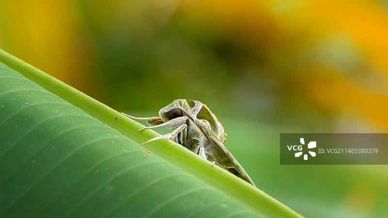 泰国红统府叶子上昆虫的特写图片素材