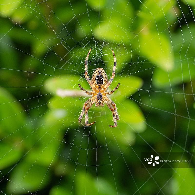 蜘蛛网特写，法国普卢巴兹拉内克图片素材