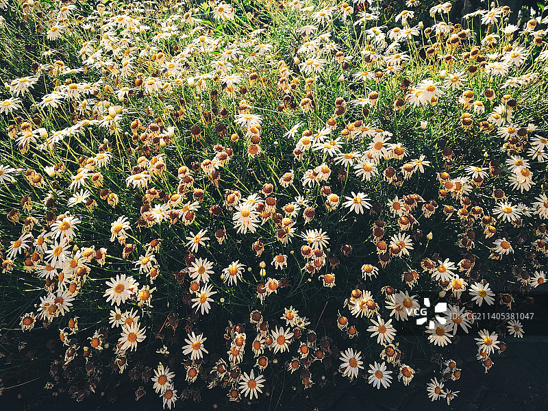 田野上的开花植物图片素材