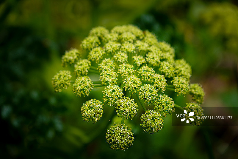 植物特写，尼尔森，新西兰图片素材