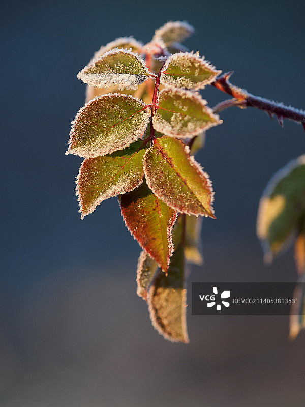 植物特写，蓝天背景图片素材