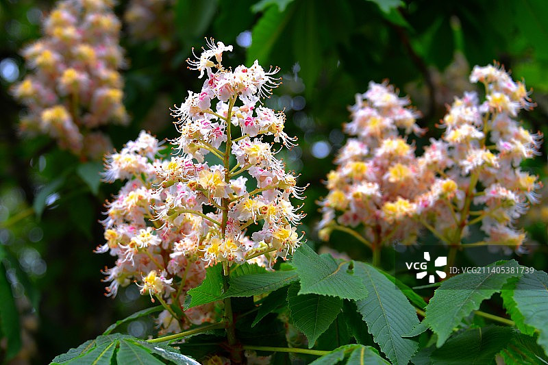 绿树枝上的栗树花，乌克兰图片素材