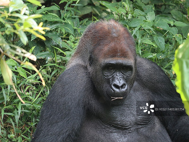 森林中西部低地大猩猩特写图片素材